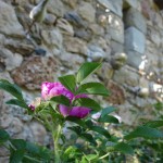 Estivales-Fabras-2018 (10)