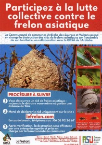 Frelon asiatique.